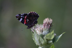 Vanessa atalanta