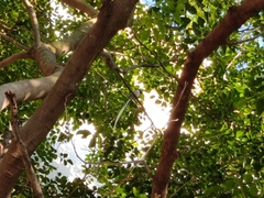 Terpsiphone paradisi