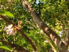 Terpsiphone paradisi