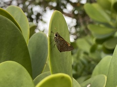 Polites baracoa