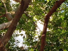 Terpsiphone paradisi