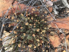 Crassula