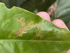 Enteucha basidactyla