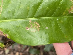 Enteucha basidactyla