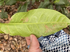 Enteucha basidactyla