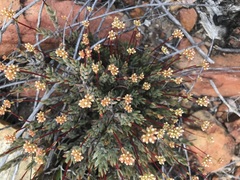 Crassula