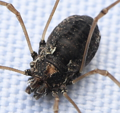 Platybunus