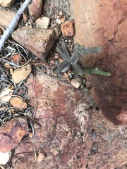 Crassula muscosa