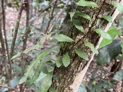 Microgramma heterophylla