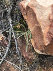 Crassula muscosa