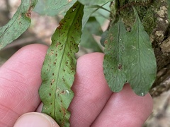 Microgramma heterophylla