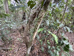 Microgramma heterophylla