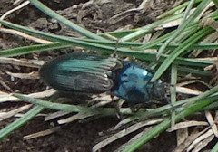 Selatosomus aeneus