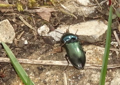 Selatosomus aeneus