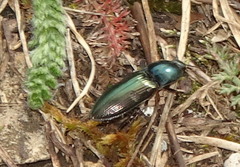 Selatosomus aeneus