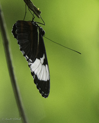 Heliconius cydno