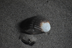 Concholepas concholepas