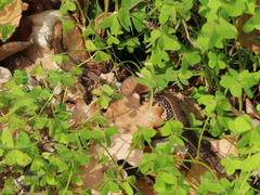 Algyroides moreoticus