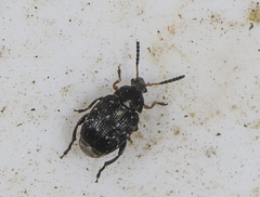 Bruchus atomarius