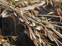 Algyroides moreoticus