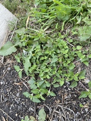 Calyptocarpus vialis