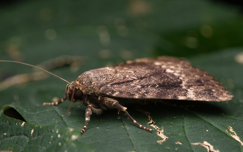 Eurasian Copper Underwing photo 3