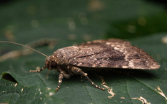 Amphipyra pyramidea