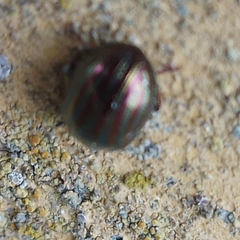 Chrysolina americana