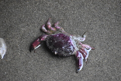 Platyxanthus orbignyi