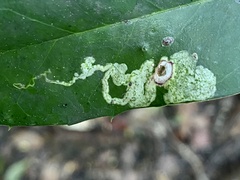 Phytomyza ilicis group