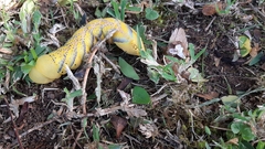 Acherontia
