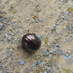 Chrysolina americana