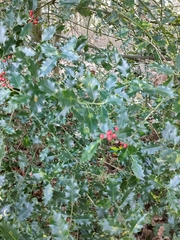 Ilex aquifolium
