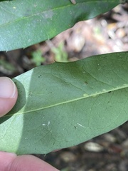 Phytomyza ilicis group