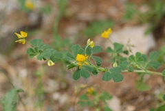 Medicago rigidula