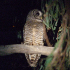 Strix chacoensis