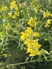 Brassica juncea