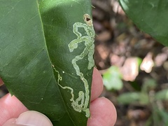 Phytomyza ilicis group