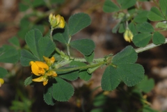 Medicago rigidula