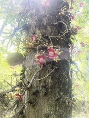 Couroupita guianensis