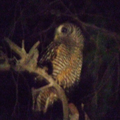Strix chacoensis