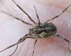 Mitopus