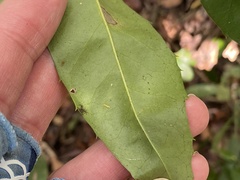 Phytomyza ilicis group