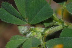 Medicago rigidula