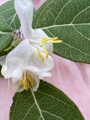 Lonicera fragrantissima