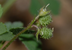 Medicago rigidula