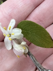 Lonicera fragrantissima