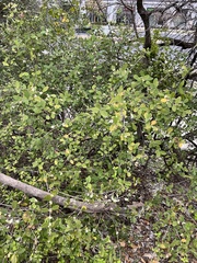 Lonicera fragrantissima