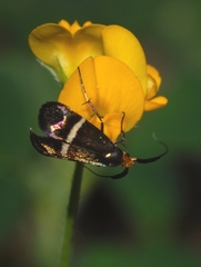 Adela australis