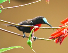 Chalcomitra senegalensis gutturalis